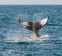 Серых китов у берегов Сахалина стало вдвое больше за 25 лет