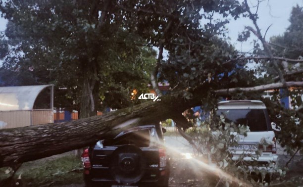 В Южно-Сахалинске упало дерево и помяло три припаркованных автомобиля