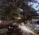 В Южно-Сахалинске упало дерево и помяло три припаркованных автомобиля