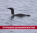 В конкурсе "Дальний Восток - земля приключений" примет участие картина о Шумшу и Монероне