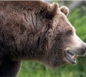Медведь напал на ребенка в Курильске
