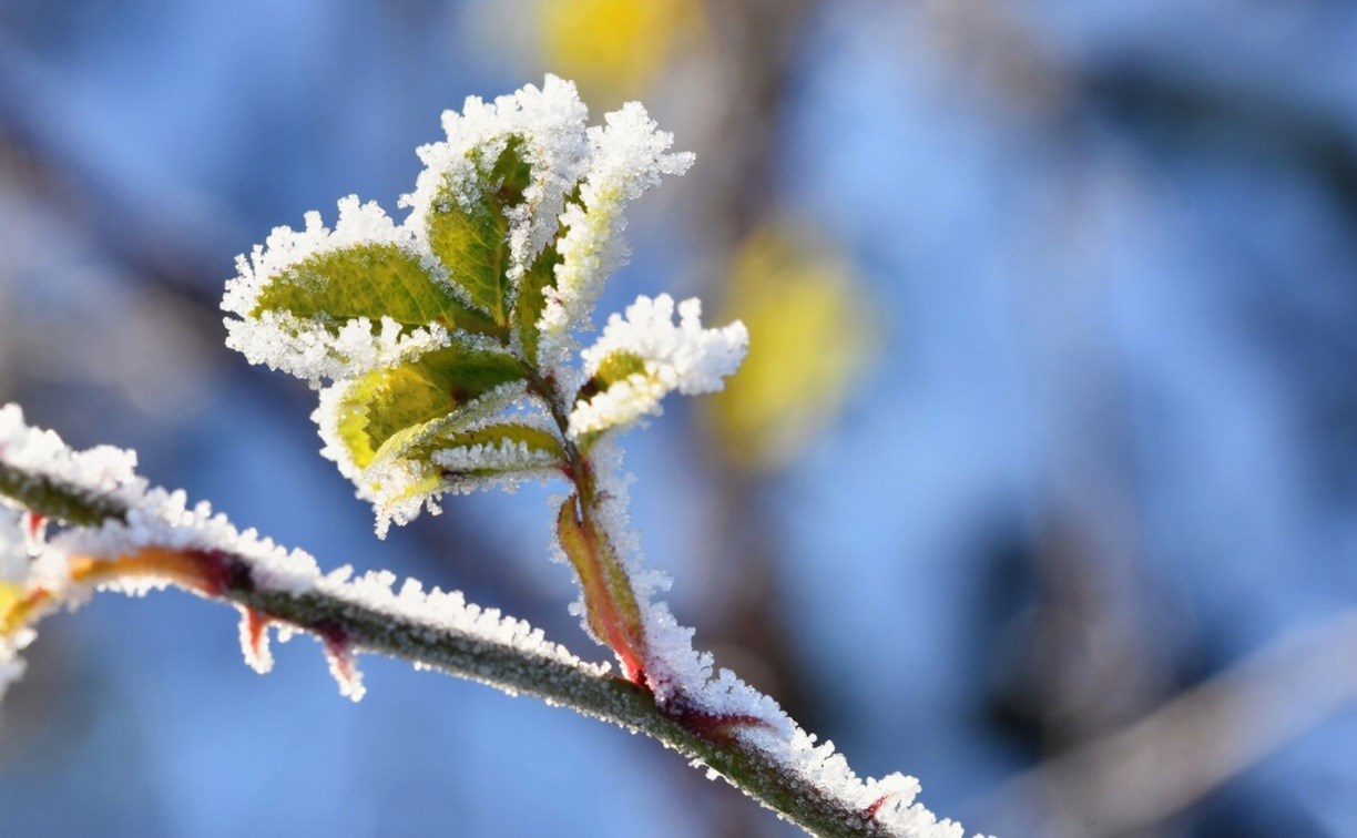 Глобальное потепление: в 10 районах Сахалинской области температура поднимется выше нуля градусов