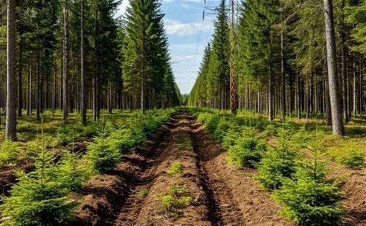 Агентство лесного хозяйства выиграло суд у "ННК-Сахалинморнефтегаз"