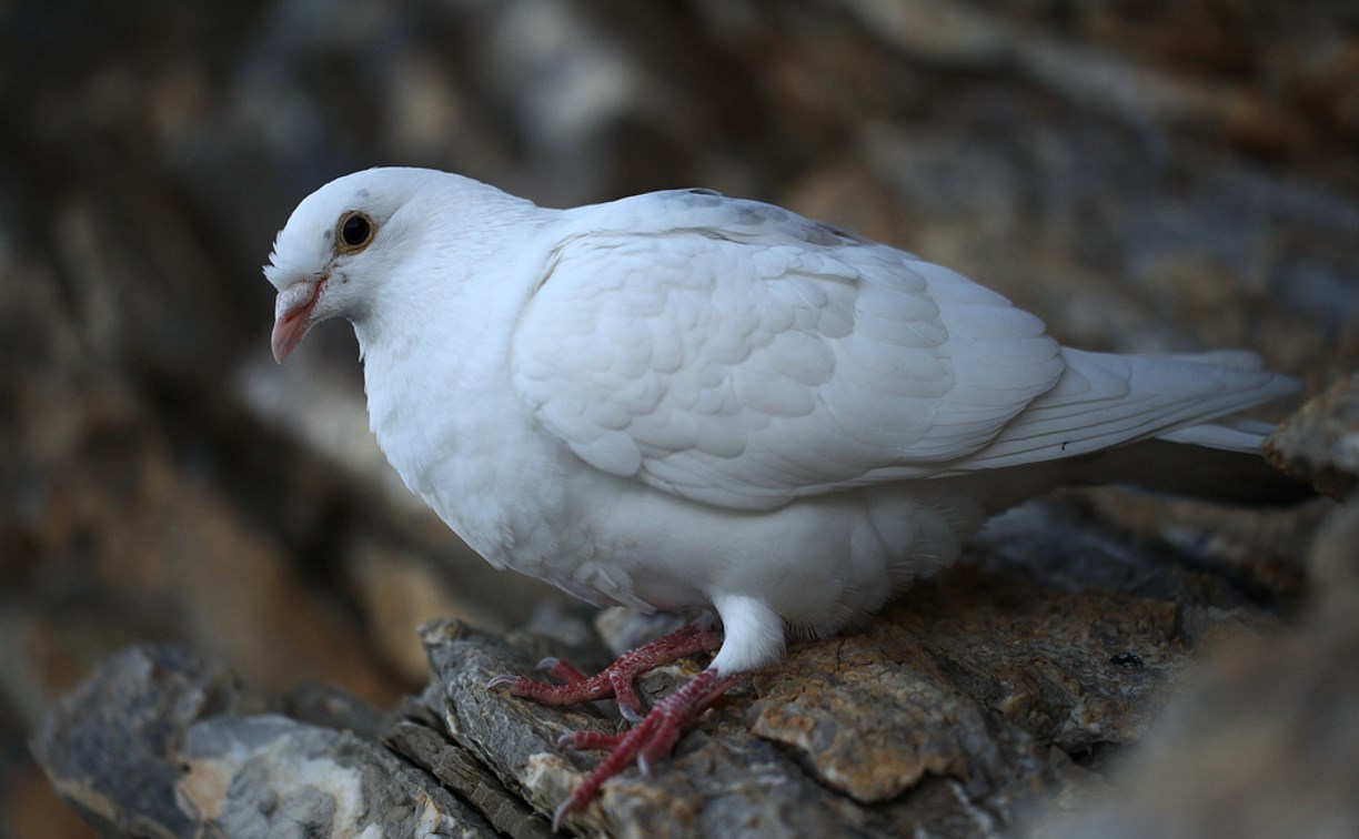 В трупе декоративного голубя в Южно-Сахалинске ПЦР-тест выявил орнитоз