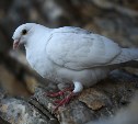 В трупе декоративного голубя в Южно-Сахалинске ПЦР-тест выявил орнитоз