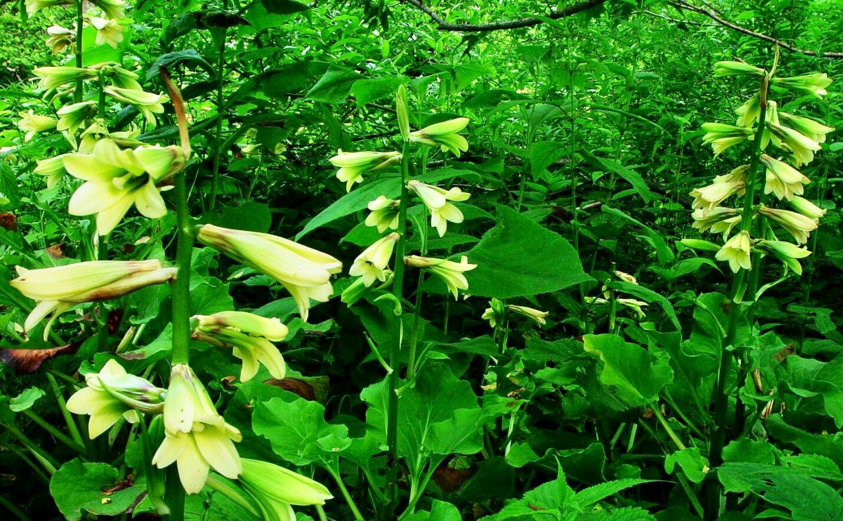 Сахалинский областной суд разрешил рубить лес в местах обитания редких видов цветов на "Горном воздухе"