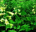 Сахалинский областной суд разрешил рубить лес в местах обитания редких видов цветов на "Горном воздухе"