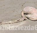 "Чужого" выбросило на берег на Сахалине 