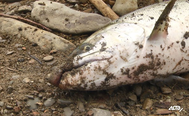 Инспектор агентства по рыболовству отказался выезжать на сигнал о браконьерстве из Холмска