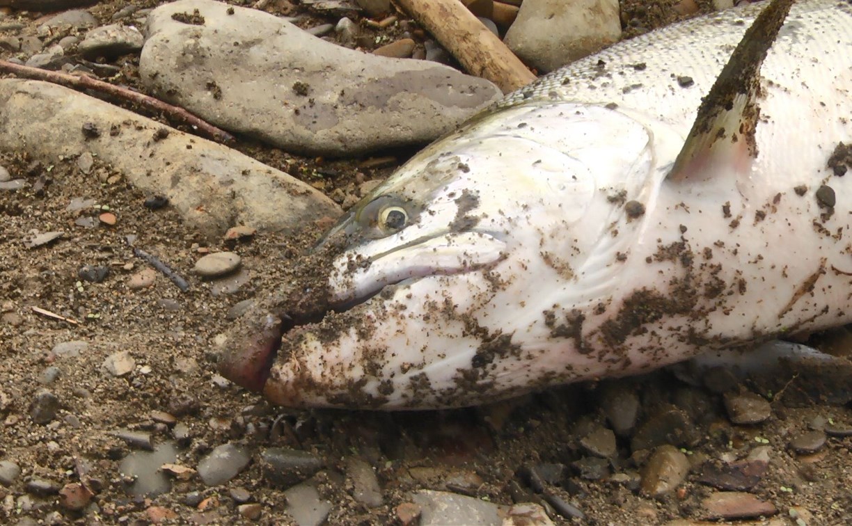 Инспектор агентства по рыболовству отказался выезжать на сигнал о браконьерстве из Холмска