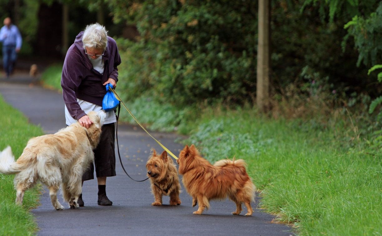 Учёные объяснили, почему собаки и кошки замедляют старение своих владельцев