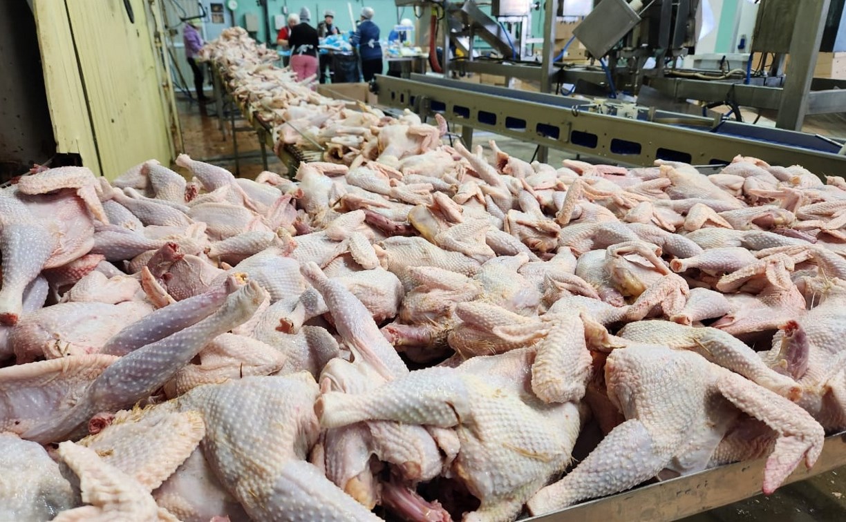 Неспособных нести яйца куриц пустят на фарш на сахалинской птицефабрике