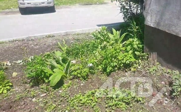 Розы и ирисы вместо борщевика скосили коммунальщики в Ново-Александровске 