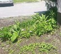 Розы и ирисы вместо борщевика скосили коммунальщики в Ново-Александровске 