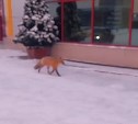 Лиса прибежала к "Сити Моллу" в Южно-Сахалинске