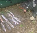 Сахалинца задержали на Лютоге с 12 хвостами симы