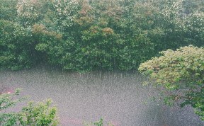 Общество