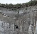Забраться на вершину каньона: захватывающее видео с медведем-скалолазом на Курилах