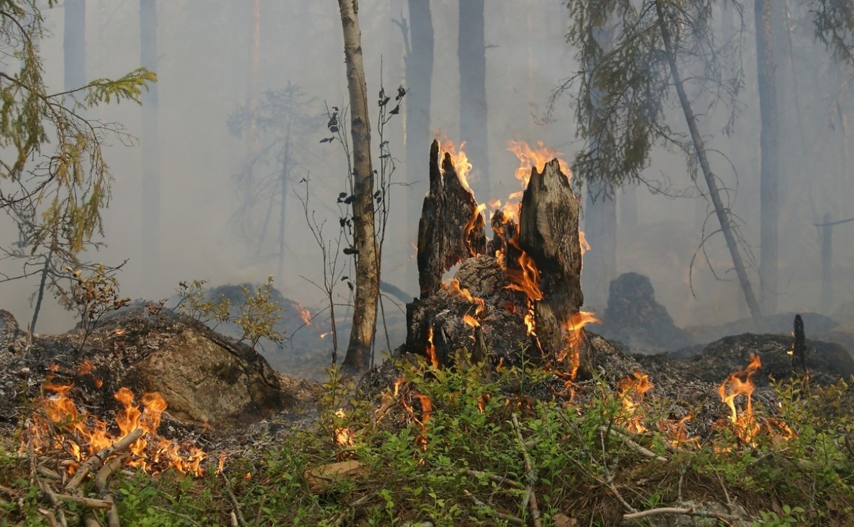 Лесной пожар на севере Сахалина "сожрал" уже 1300 гектаров