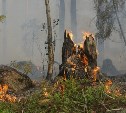 Лесной пожар на севере Сахалина "сожрал" уже 1300 гектаров