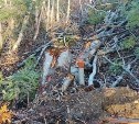 На Сахалине окончено расследование уголовного дела о незаконной вырубке деревьев на 6,6 млн рублей