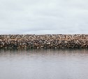 "Стоит жуткий запах тухлятины": охинец нашёл гору опарышей в месте, куда приходят медведи