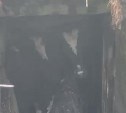 Корову обнаружили в "бункере" на Сахалине
