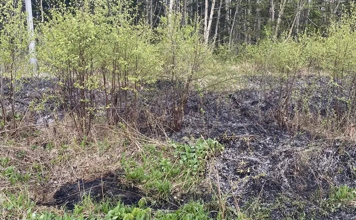 Пожар на кромке леса у ж/д дороги потушили в селе Новое 