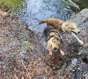 Выше среднего: погодные аномалии спрогнозировали на Сахалине в июле