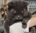 "Бегемот булгаковский!": шикарному огромному коту с тяжелой судьбой ищут дом в Южно-Сахалинске