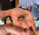Сахалинские пчеловоды нашли единомышленников в Рязани