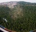 Примерно 200 человек привлекут к расчистке «Горного воздуха» от поваленных деревьев