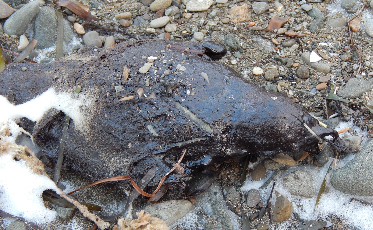 Умерших от нефтепродуктов птиц обнаружили на западном побережье Сахалина
