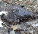 Умерших от нефтепродуктов птиц обнаружили на западном побережье Сахалина