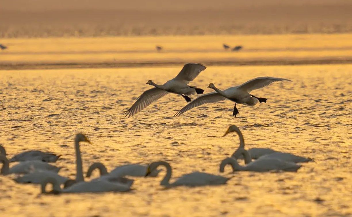Лебеди и "золотой" закат: сахалинец снял впечатляющие кадры