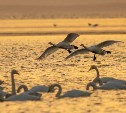 Лебеди и "золотой" закат: сахалинец снял впечатляющие кадры