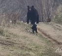 Огромный черный медведь на Сахалине утащил овчарку со двора и растерзал