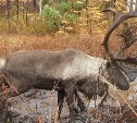 Северный олень запутался рогами в старой линии связи на севере Сахалина