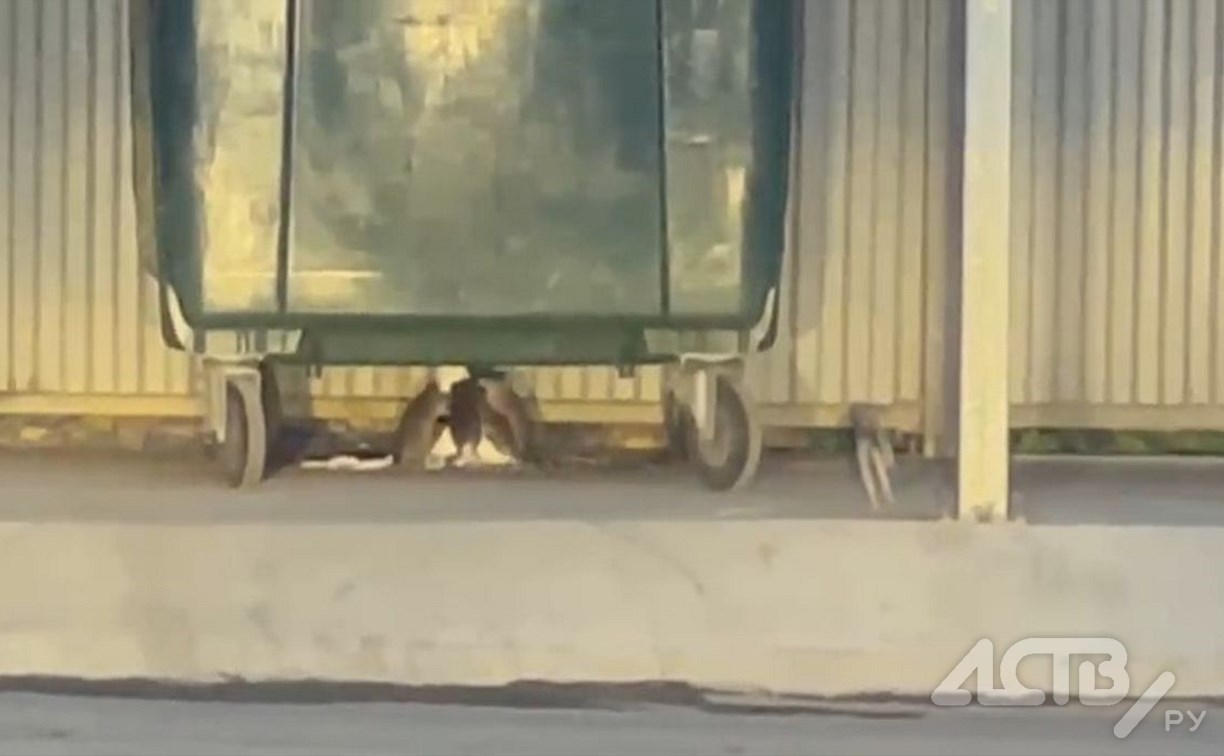 Крысы устроили пир на мусорной площадке в Корсакове