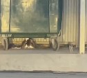 Крысы устроили пир на мусорной площадке в Корсакове