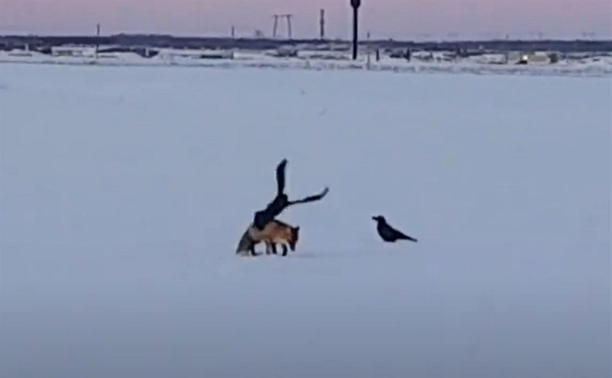 Лисица на окраине Южно-Сахалинска дралась с воронами за добычу