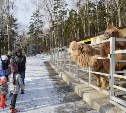 Покормить верблюдов приглашает сахалинский зоопарк