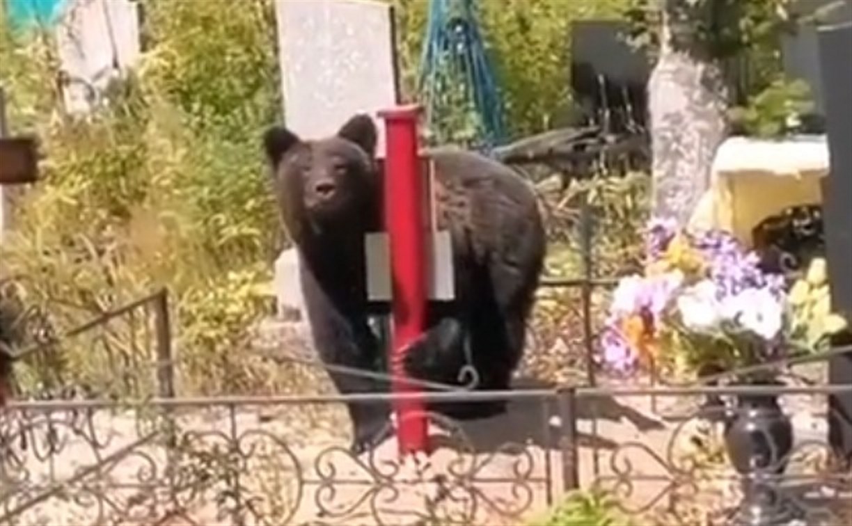 Медведя заметили на кладбище в Корсакове