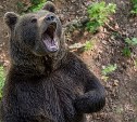 Растерзанные бараны и 41 отстрел: на Сахалине подвели итоги медвежьего сезона-2021