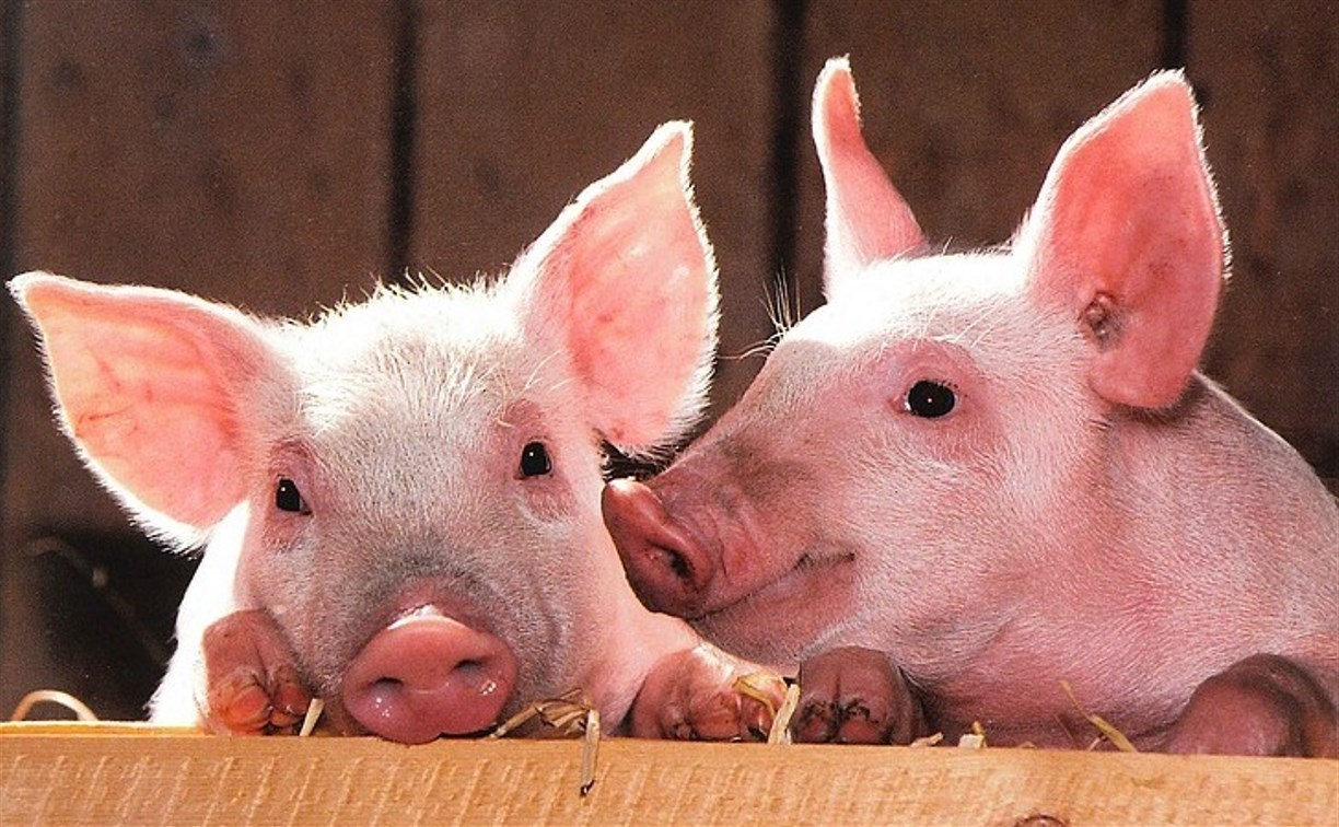 У сахалинских свиней не нашли африканской чумы