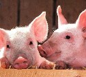 У сахалинских свиней не нашли африканской чумы