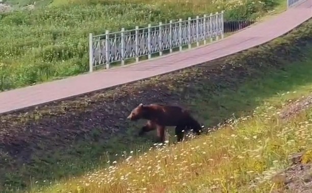 "Без облома вообще": крупный медведь вышел на прогулку по Курильску
