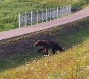 "Без облома вообще": крупный медведь вышел на прогулку по Курильску