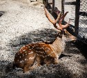 Зоопарк Южно-Сахалинска закроется на один день