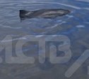 "Поплыл!": в Стародубском к берегу прибился детёныш дельфина, выбившийся из сил